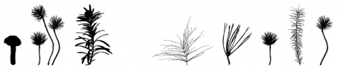 We Love Nature Forest Font Preview
