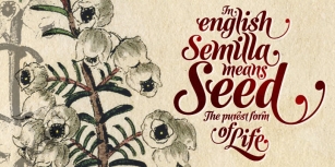 Semilla Font Download