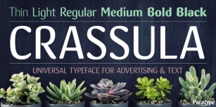 Crassula Font Download