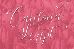 Cantona Script Font Download