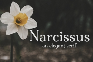 Narcissus  An Elegant Serif Font Download
