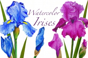 Watercolor flowers irises Font Download