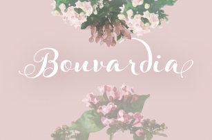 Bouvardia Font Download