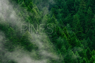 Pines Thin & Pines Thin Italic Font Download