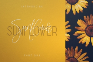 Sunflower - Font Duo Font Download