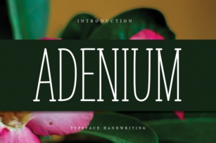 Adenium Font Download