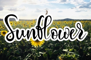 Sunflower - Script Font Font Download