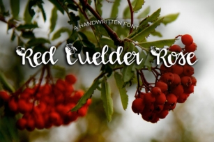 Red Guelder Rose Font Download