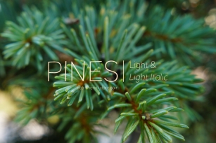 Pines Light & Pines Light Italic Font Download