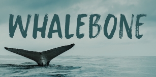 Whalebone Font Download