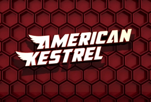 American Kestrel Font Download