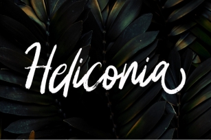 Heliconia Font Download