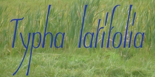 Typha Latifolia Font Download