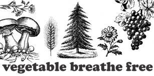 Vegetable Breathe Free Font Download
