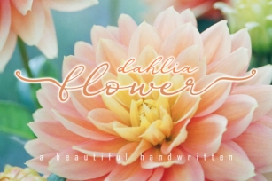 Dahlia Flower Font Download