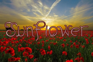 Sunflower Font Download