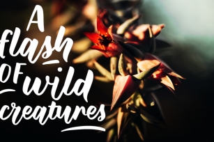 Wild Creatures | a brush font Font Download