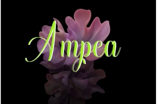 Ampea Font Download