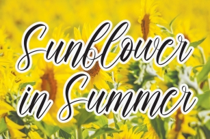 Sunflower in Summer Font Download