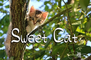 Sweet Cat Font Download
