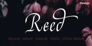 Reed Font Download