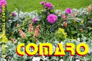 Comaro Font Download