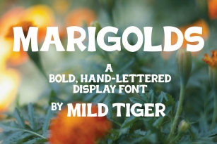 Marigolds Font Download