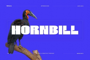 Hornbill - Modern Display Font Font Download