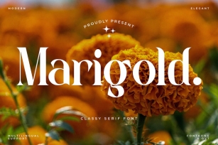 Marigold - Classy Serif Font Font Download