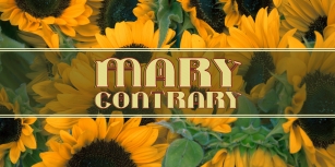 Mary Contrary Font Download
