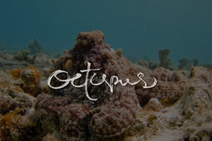 Octopus Font Download