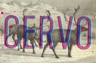 Cervo family fonts Font Download