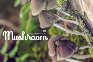 Mushroom font Font Download