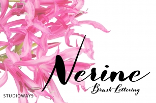 Nerine Font Download
