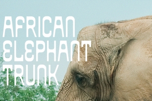 African Elephant Trunk Font Download