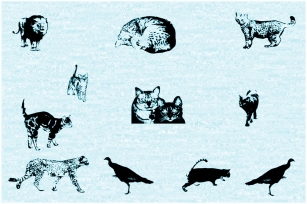 Cat e Poultry Font Download
