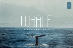 Whale Quirky Display Sans Serif Font Download