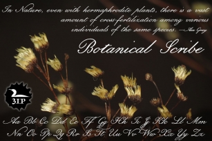 Botanical Scribe Font Download