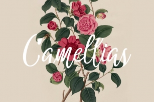 Camellias Font Download