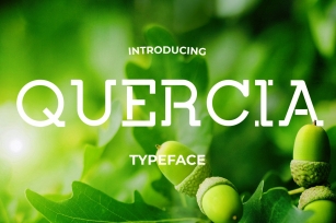 Quercia Slab Typeface Font Download
