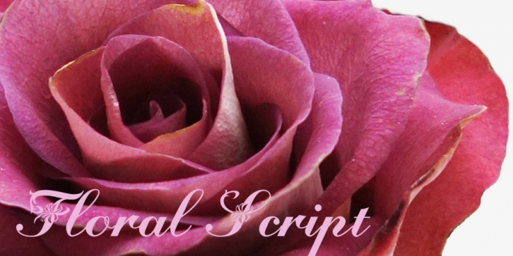 Floralscript Font Download