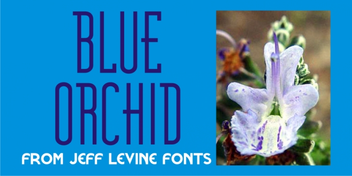 Blue Orchid JNL Font Download