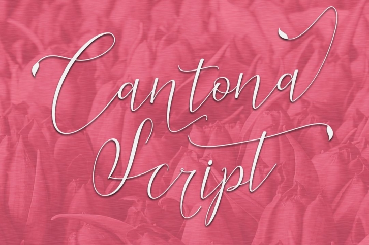 Cantona Script Font Download