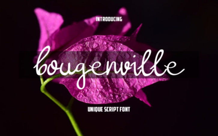 Bougenville Font Download