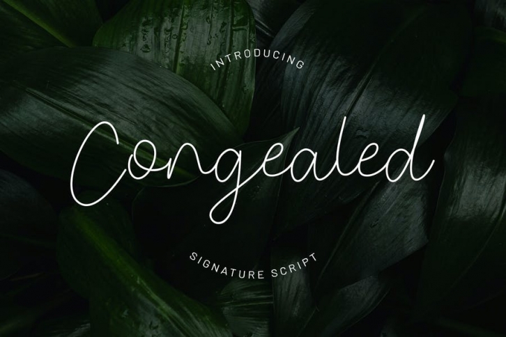 Congealed - Signature Script Font YR Font Download
