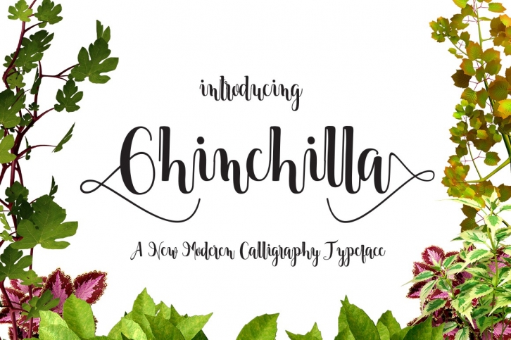 Chinchilla Font Download