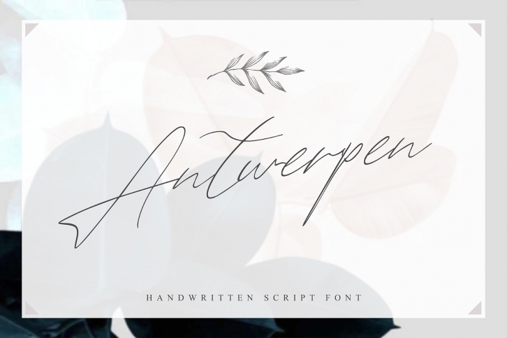 Antwerpen Script Font Download