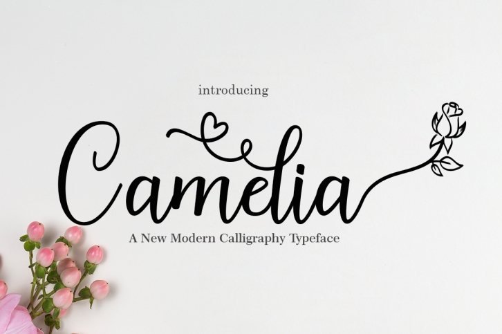 Camelia Font Download