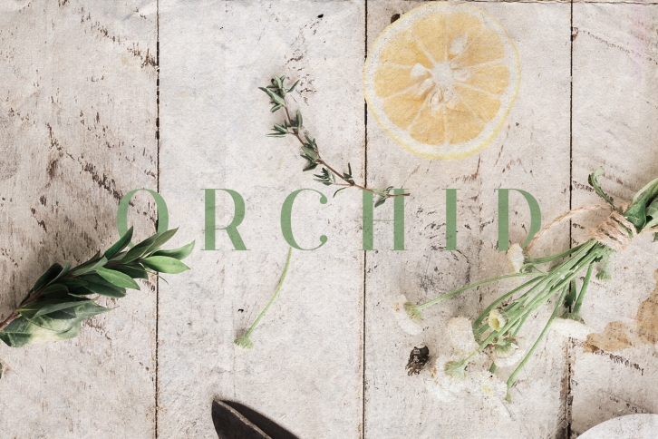 Orchid Font Font Download