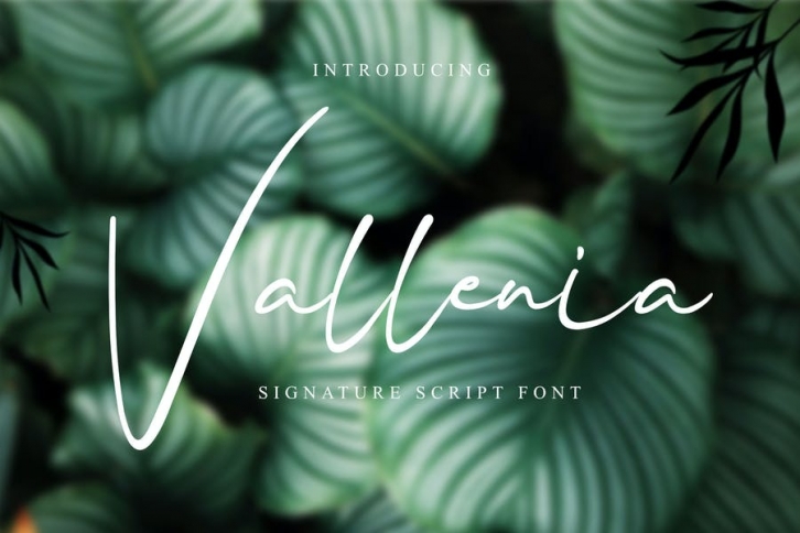 Vallenia Script Font Font Download